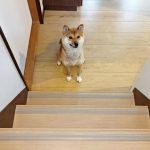 ペットの毛の掃除はどうしたらいい？