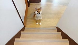 ペットの毛の掃除はどうしたらいい？